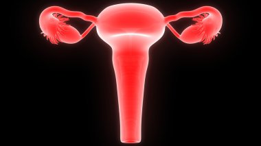 kadın üreme sistemi