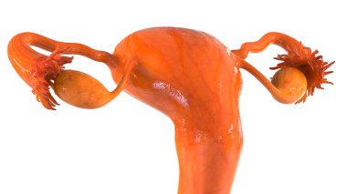 kadın üreme sistemi