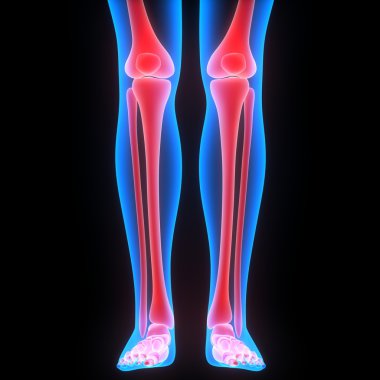 İnsan vücudu kemik eklem ağrıları (bacak eklemleri)