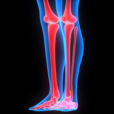İnsan vücudu kemik eklem ağrıları (bacak eklemleri)