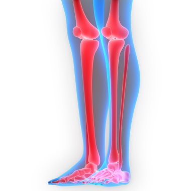 İnsan vücudu kemik eklem ağrıları (bacak eklemleri)