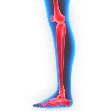 İnsan vücudu kemik eklem ağrıları (bacak eklemleri)