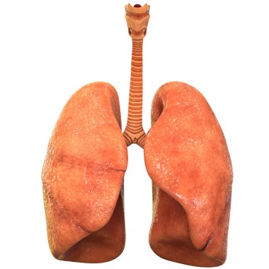 İnsan vücudunun organları (akciğer)