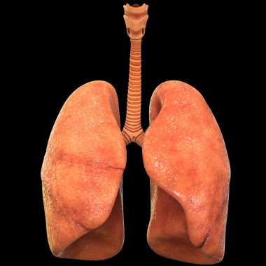 İnsan vücudunun organları (akciğer)