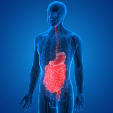 İnsan Sindirim Sistemi Anatomisi
