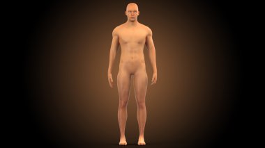 İnsan erkek kas vücut