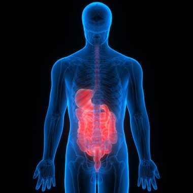 İnsan Sindirim Sistemi Anatomisi
