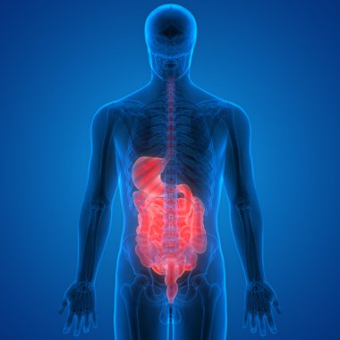 İnsan Sindirim Sistemi Anatomisi