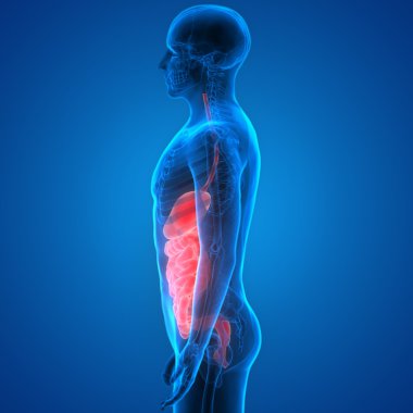 İnsan Sindirim Sistemi Anatomisi