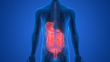 İnsan Sindirim Sistemi Anatomisi