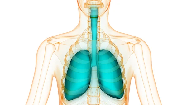 Órgãos do corpo humano (Anatomia dos pulmões ) — Fotografia de Stock