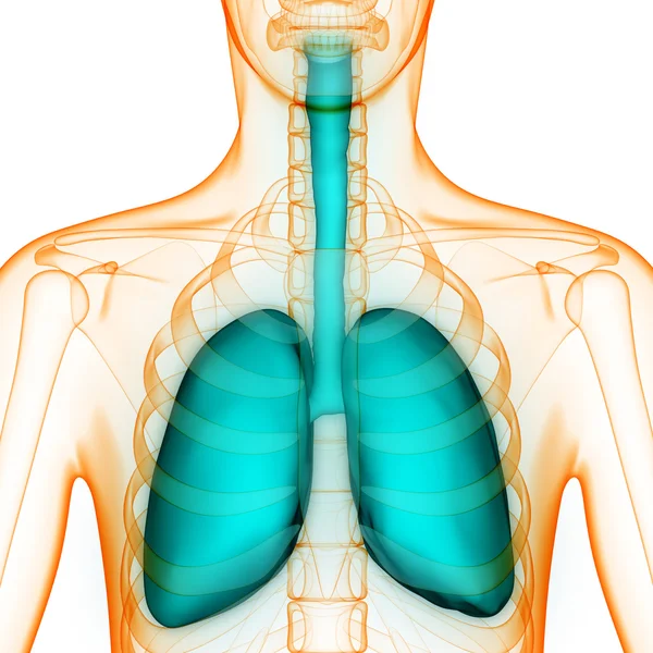 İnsan vücudunun organları (akciğerler anatomi) — Stok fotoğraf