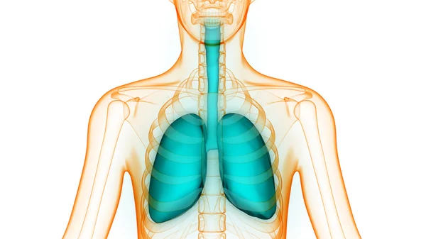 Órganos del cuerpo humano (anatomía de los pulmones ) —  Fotos de Stock