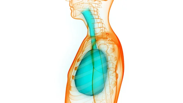 Órgãos do corpo humano (Anatomia dos pulmões ) — Fotografia de Stock