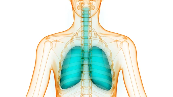 Órgãos do corpo humano (Anatomia dos pulmões ) — Fotografia de Stock