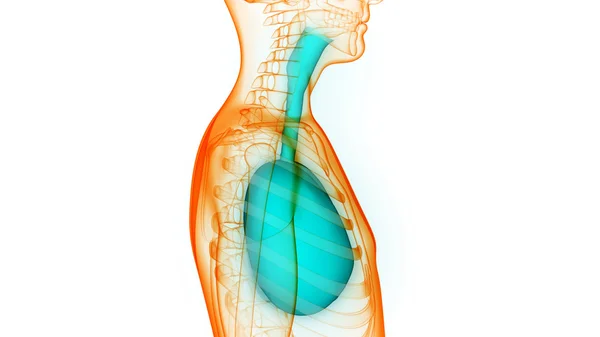 Organes du corps humain (anatomie des poumons) ) — Photo