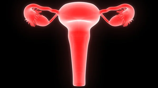 Female Reproductive System — Stock Photo, Image