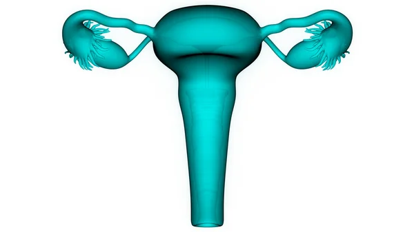 Sistema reproductor femenino — Foto de Stock