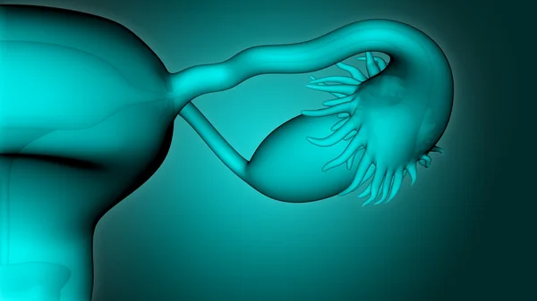 Sistem reproduksi perempuan — Stok Foto