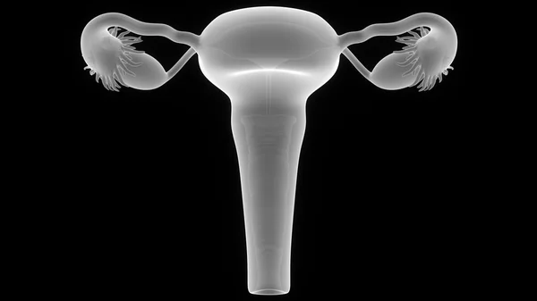 Női reproduktív rendszer — Stock Fotó