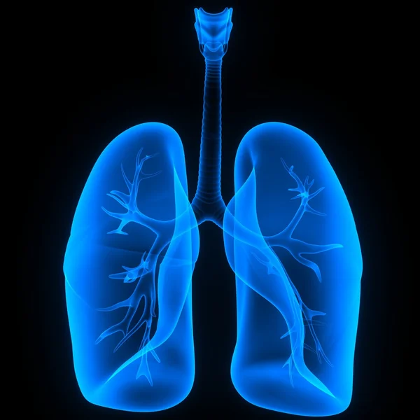 Órganos del cuerpo humano (pulmones ) — Foto de Stock