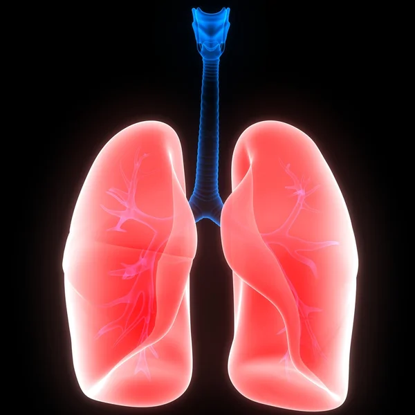 Organi del corpo umano (polmoni ) — Foto Stock