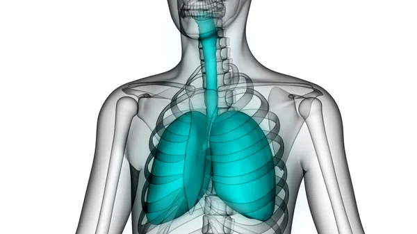 Orgány lidského těla (plíce) — Stock fotografie