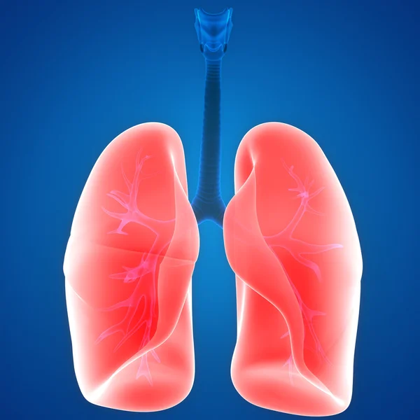 Órganos del cuerpo humano (pulmones ) —  Fotos de Stock