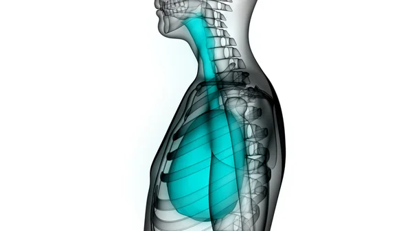 Organi del corpo umano (polmoni ) — Foto Stock