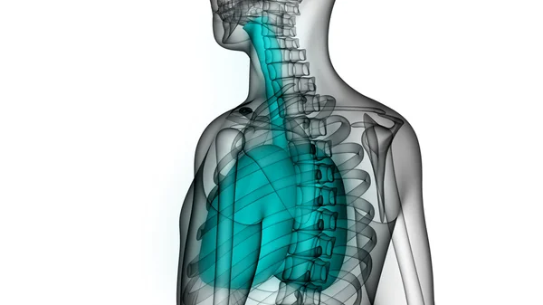 Órganos del cuerpo humano (pulmones ) —  Fotos de Stock