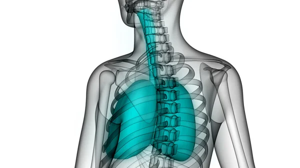 Органів людського тіла (легені) — стокове фото