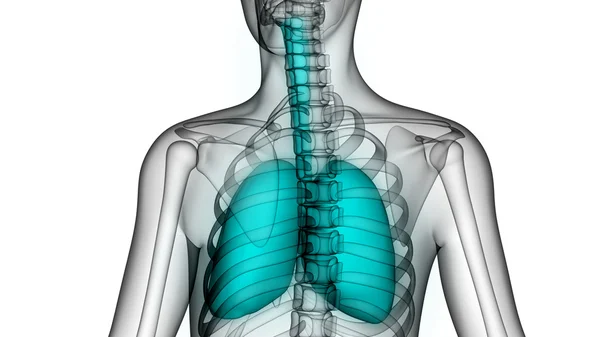 Mänskliga kroppens organ (lungor) — Stockfoto