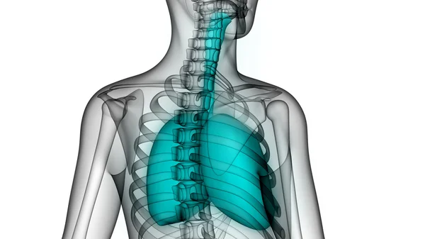 Órganos del cuerpo humano (pulmones ) —  Fotos de Stock