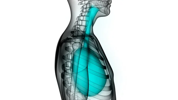Emberi test szervek (tüdő) — Stock Fotó