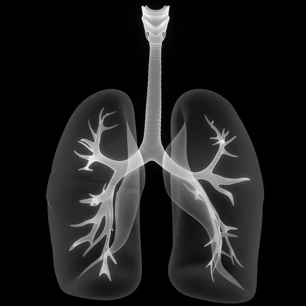 Órganos del cuerpo humano (pulmones ) — Foto de Stock