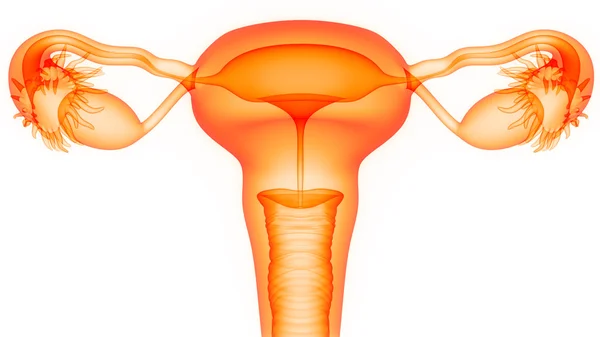 kadın üreme sistemi