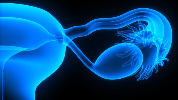 женская репродуктивная система