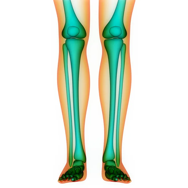 Människokroppen ben ledsmärtor (benens leder ställs) — Stockfoto