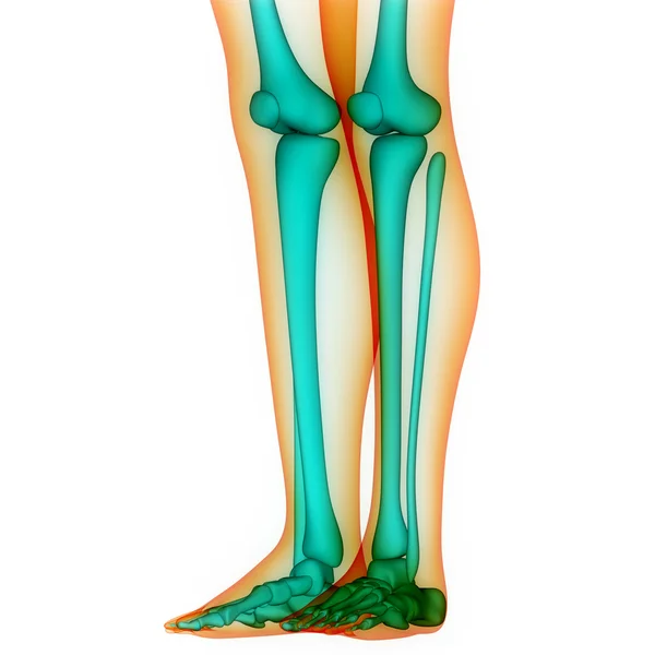 İnsan vücudu kemik eklem ağrıları (bacak eklemleri) — Stok fotoğraf