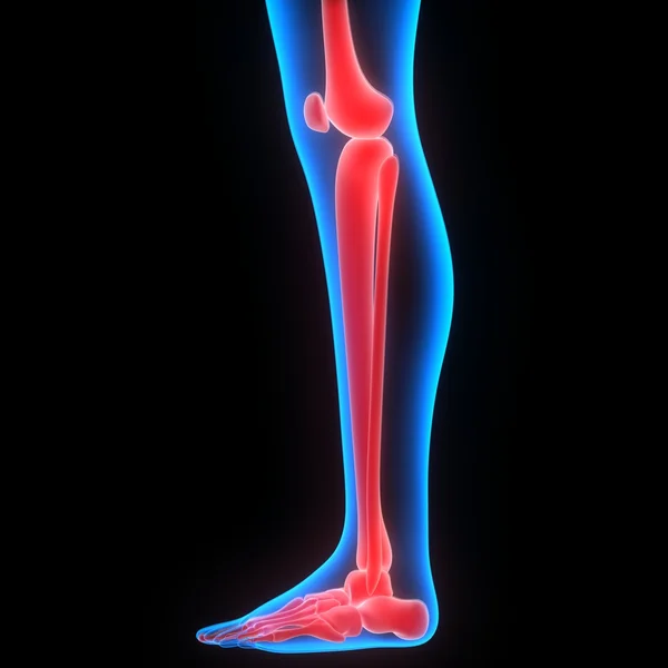 Ciało ludzkie kości, bóle stawów (stawy nóg) — Zdjęcie stockowe