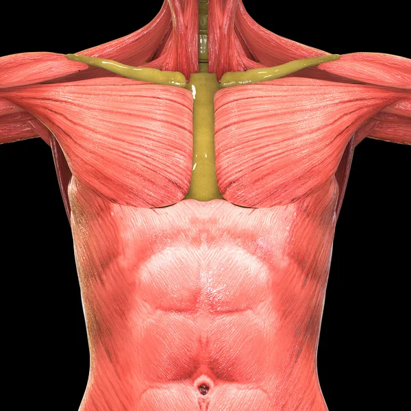 Menselijk lichaamsorganen (longen anatomie) — Stockfoto