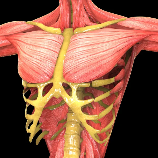 人体肌肉人体解剖学 — 图库照片