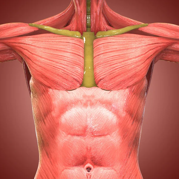 Anatomía del cuerpo muscular humano — Foto de Stock