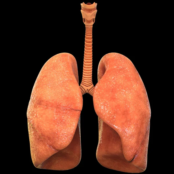 Όργανα του ανθρώπινου σώματος (πνεύμονες) — Φωτογραφία Αρχείου