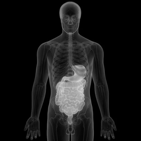Anatomía del sistema digestivo humano — Foto de Stock