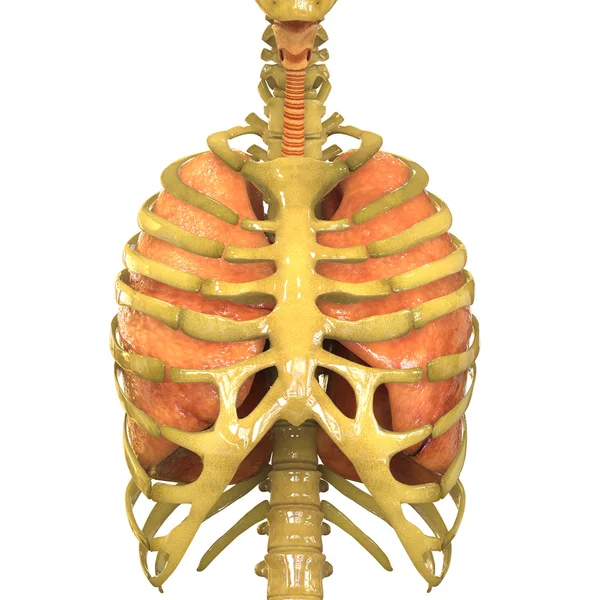 Organi del corpo umano (Anatomia polmonare ) — Foto Stock