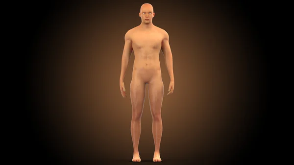 Tělo lidské mužských svalů — Stock fotografie