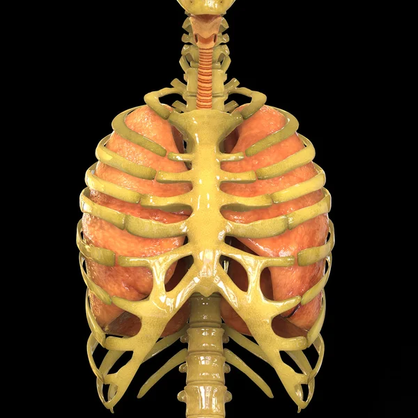 Όργανα του ανθρώπινου σώματος (πνεύμονες ανατομία) — Φωτογραφία Αρχείου