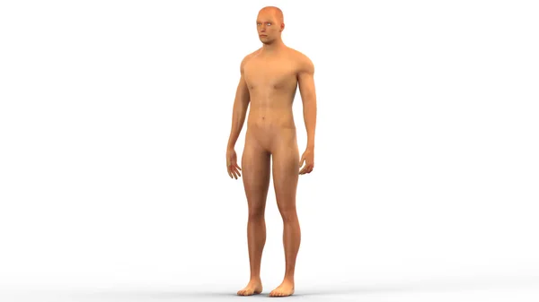 Corpo muscular masculino humano — Fotografia de Stock