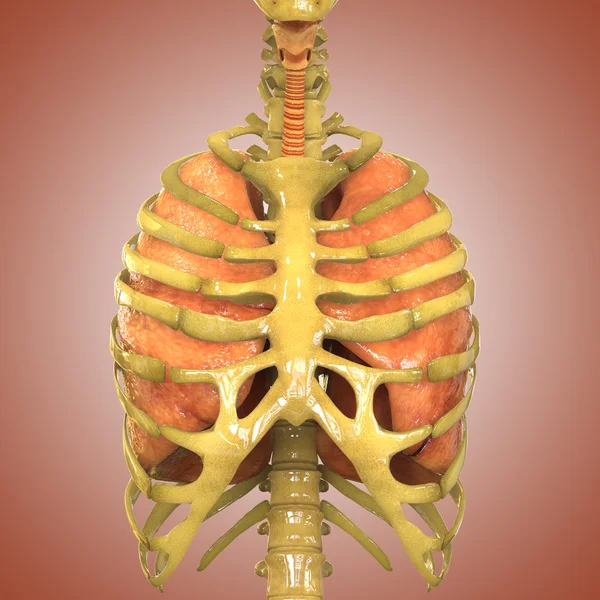 Menselijk lichaamsorganen (longen anatomie) — Stockfoto